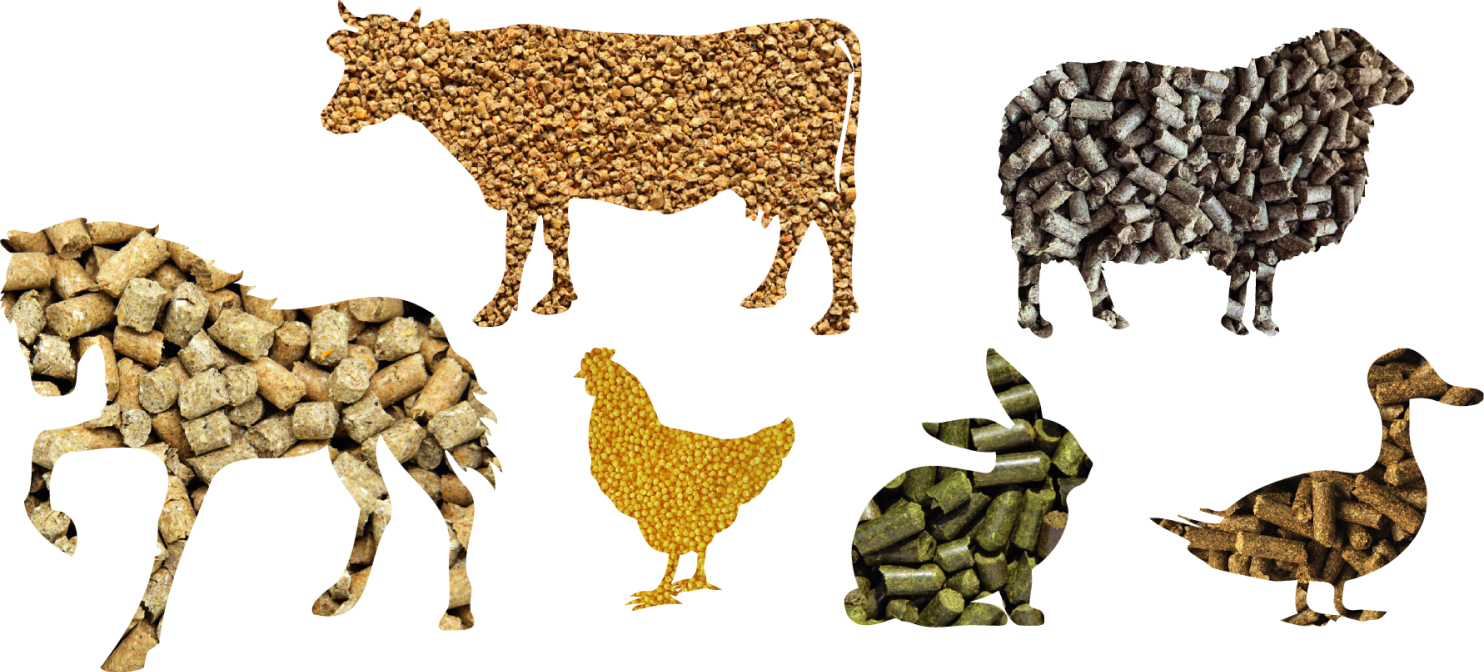 animals