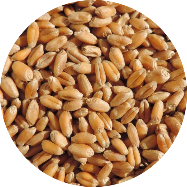 Wheat