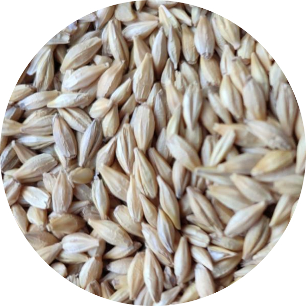 Barley