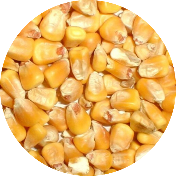Corn