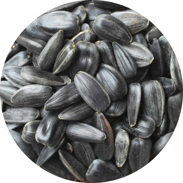 Sunflower seeds