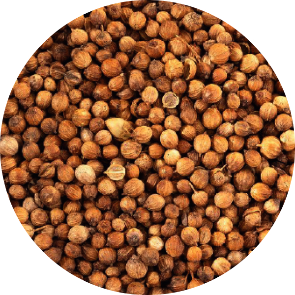 Coriander