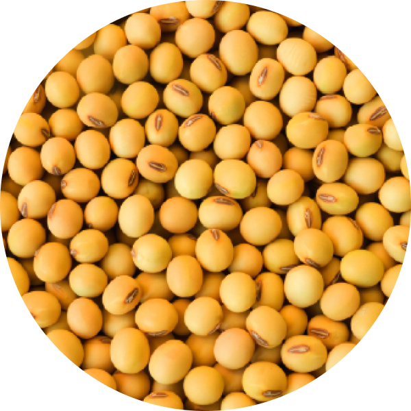 Soy